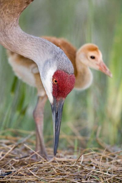 FL, Indian Lake Estates Sandhill crane and chick